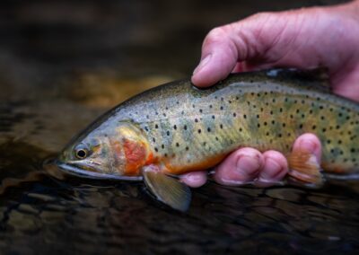 Pagosa Springs Fly Fishing Guides, High Country Fly Fishing, Cutthroat Trout San Juan Mountains Southern Colorado