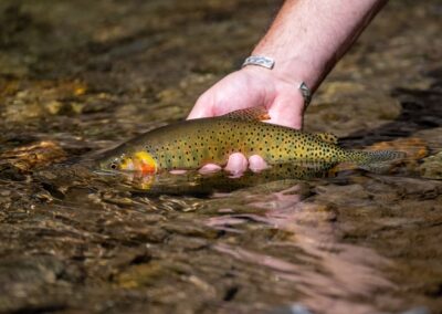 Pagosa Springs Fly Fishing Guides, High Country Fly Fishing, Cutthroat Trout San Juan Mountains Southern Colorado