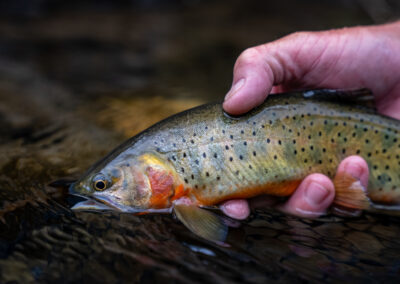 Pagosa Springs Fly Fishing Guides, High Country Fly Fishing, San Juan Mountains Southern Colorado