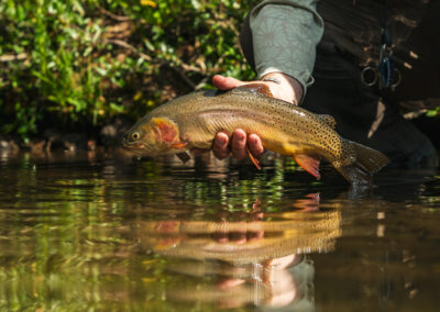 Pagosa Springs Fly Fishing Guides, High Country Fly Fishing, San Juan Mountains Southern Colorado