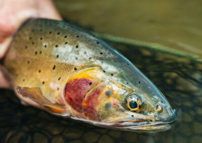 Pagosa Springs Fly Fishing Guides, High Country Fly Fishing, San Juan Mountains Southern Colorado