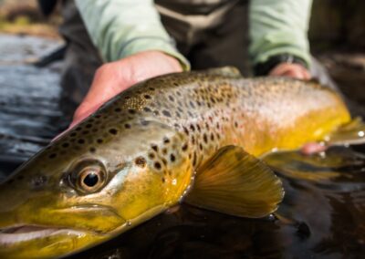 Pagosa Springs Fly Fishing Guides, High Country Fly Fishing, San Juan Mountains Southern Colorado