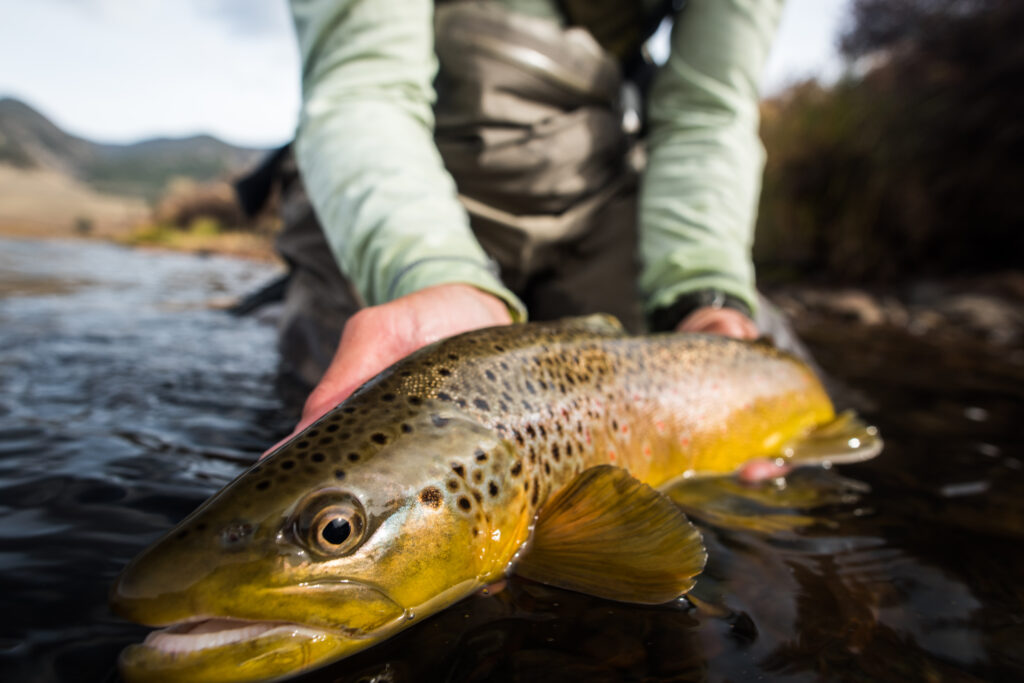 Pagosa Springs Fly Fishing Guides, High Country Fly Fishing, San Juan Mountains Southern Colorado