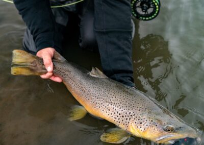 Pagosa Springs Fly Fishing Guides, High Country Fly Fishing, San Juan Mountains Southern Colorado